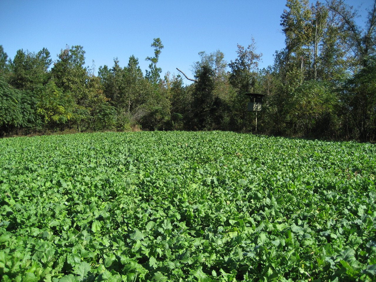 Brassica Banquet — Deer Food Plot Seed