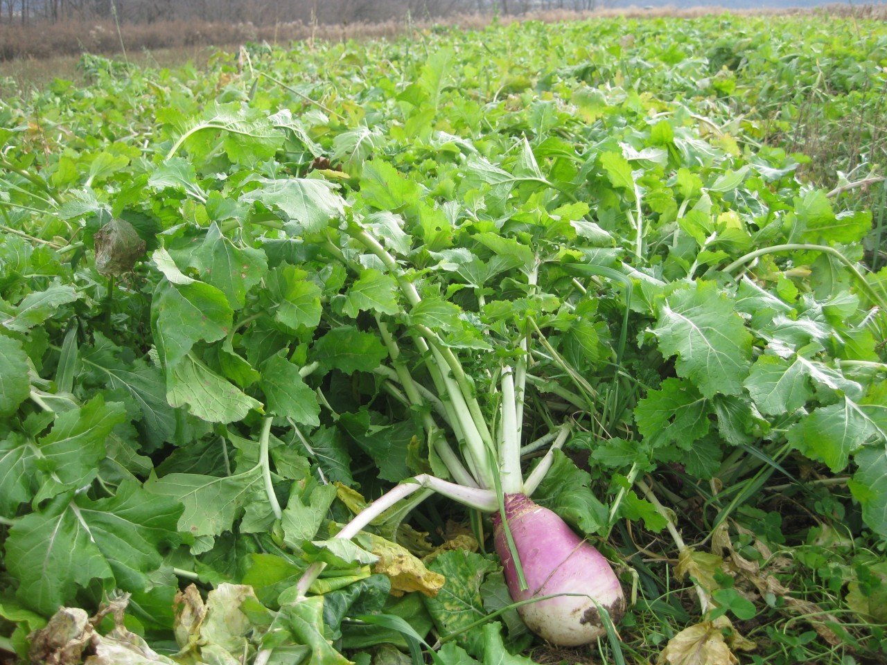 Ultra Forage — Deer & Turkey Food Plot Seed