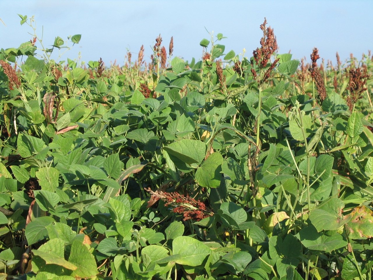 Lablab Plus — Deer, Turkey, & Game Bird Food Plot Seed