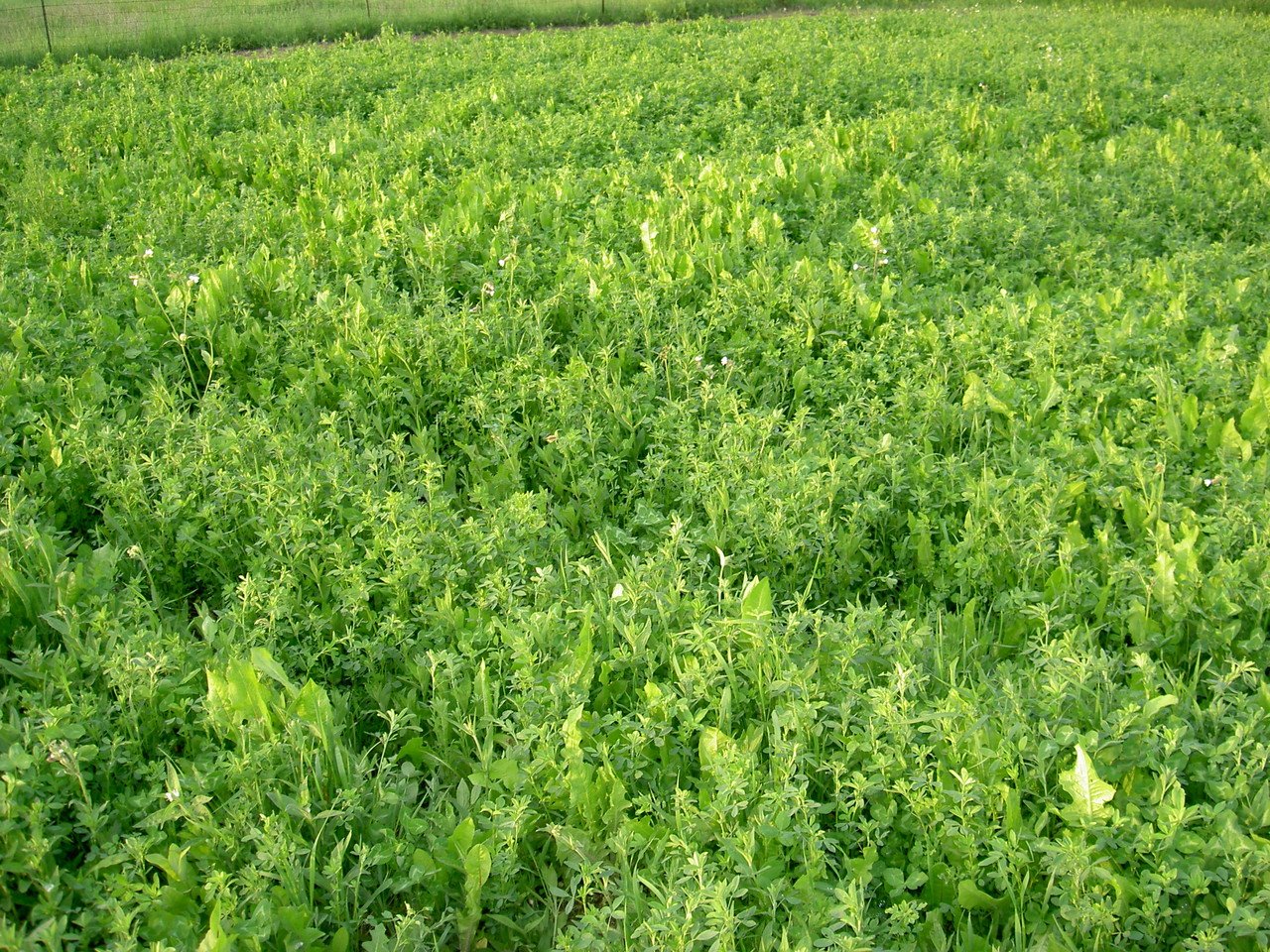 Monster Mix — Deer & Turkey Food Plot Seed