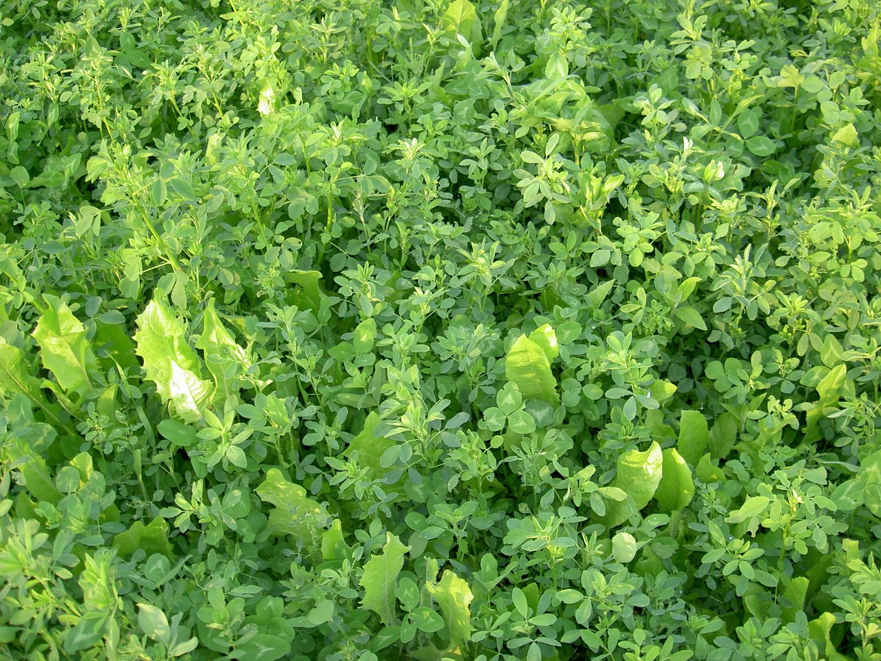 Monster Mix — Deer & Turkey Food Plot Seed