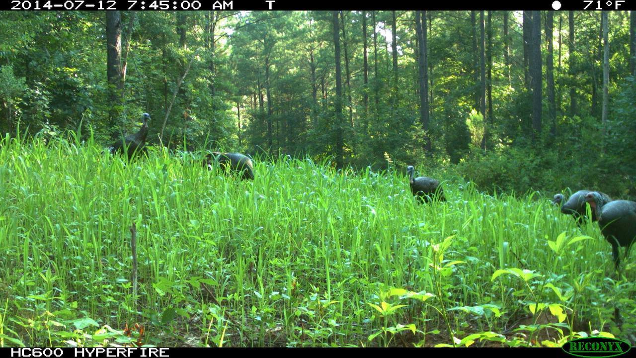 Lablab Plus — Deer, Turkey, & Game Bird Food Plot Seed