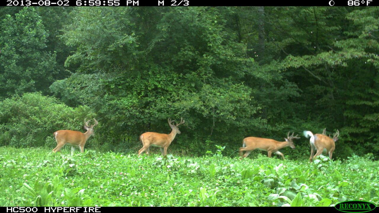 Monster Mix — Deer & Turkey Food Plot Seed