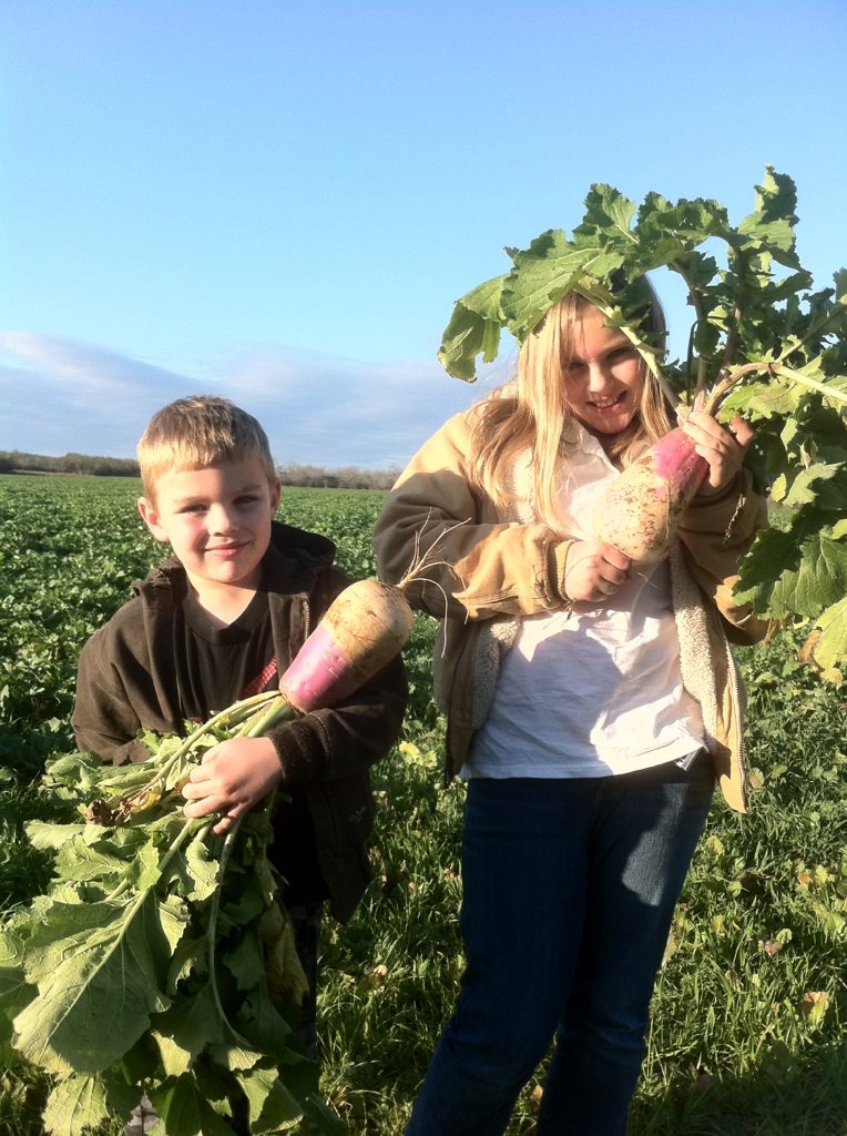 Root King Radish — Deer Food Plot Seed