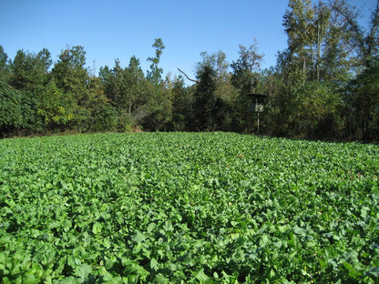 Brassica Banquet — Deer Food Plot Seed
