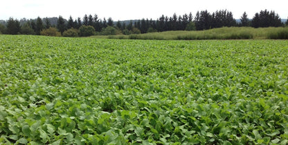 Root King Radish — Deer Food Plot Seed