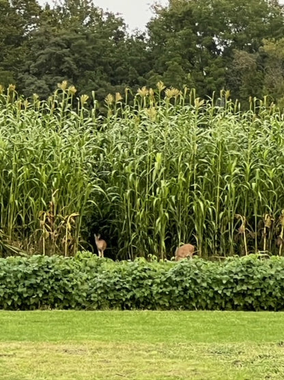 Blockade — Food Plot Screen Seed (8lb)