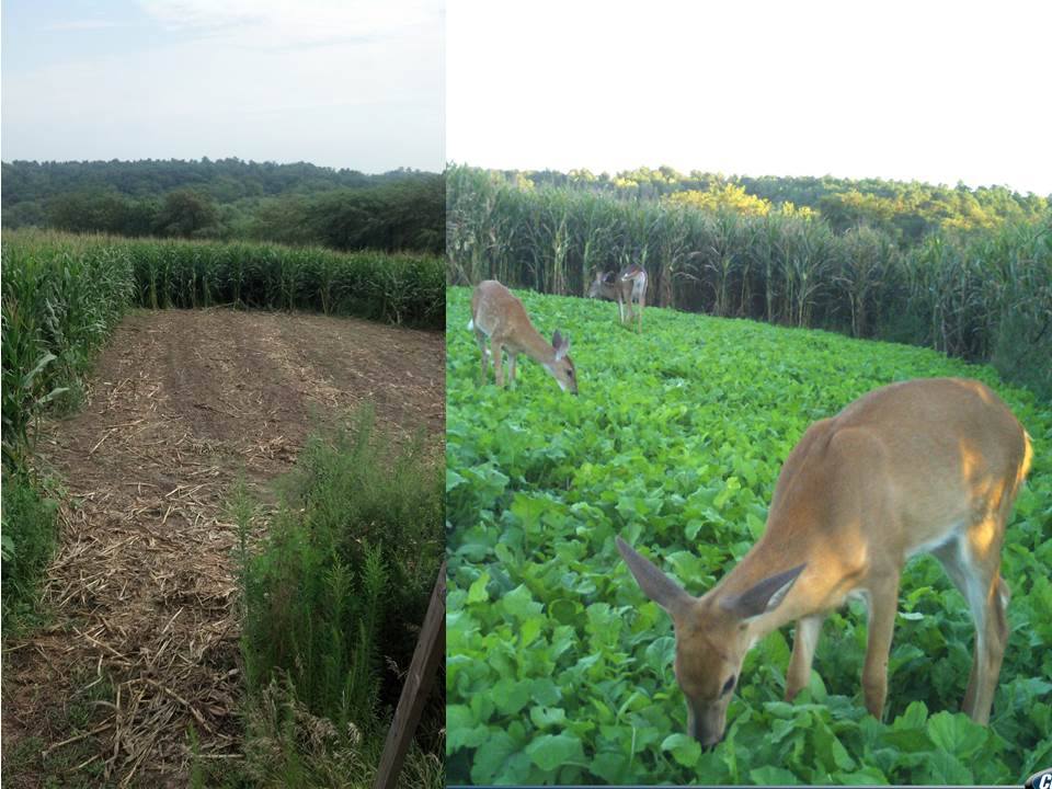 Turbo Turnip — Deer Food Plot Seed